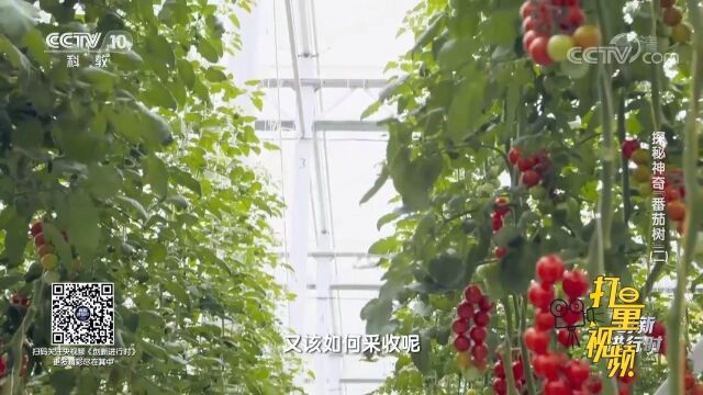 植物工厂的“番茄树”高达四米多,如何对它进行采收