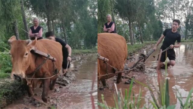 老祖宗的智慧不能丢!大学生下田学习牛耕,母亲手持长棍监督