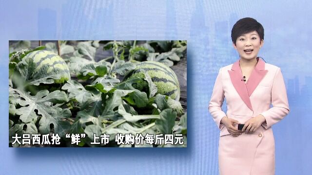 大吕西瓜抢“鲜”上市 收购价每斤四元