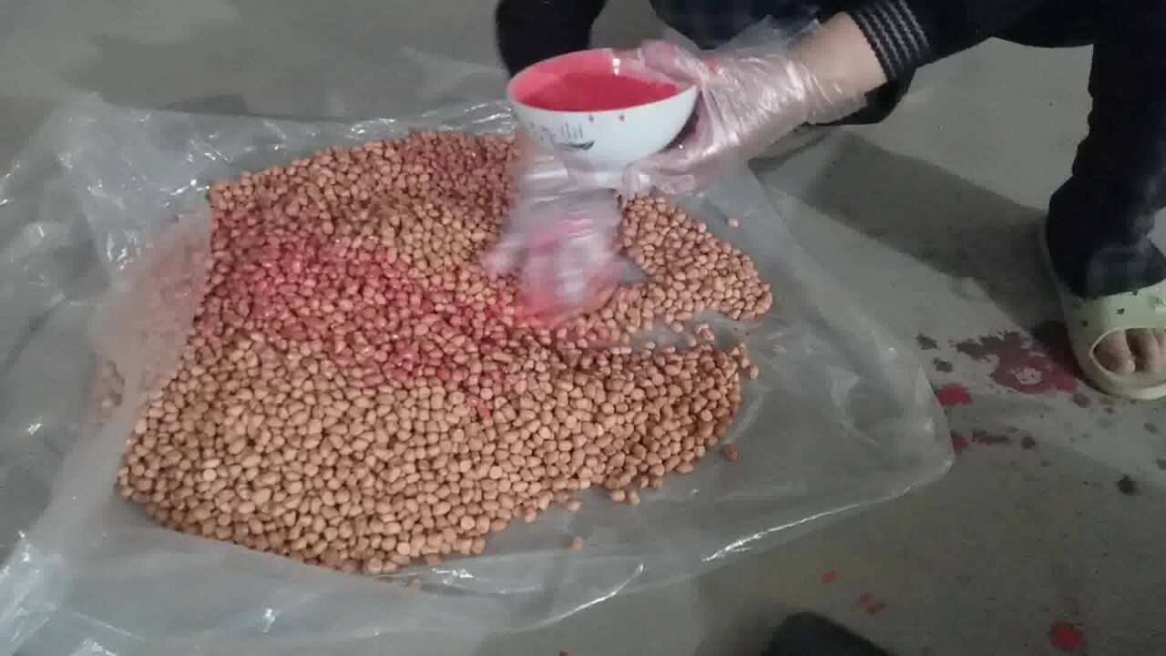 农村花生种实拍,原来种子还需要拌农药晾干,拌药方法被妈妈夸赞