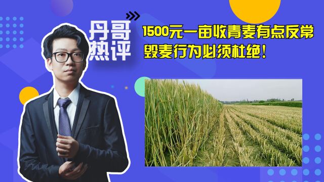 多地收割青麦作饲料?1500元一亩有点反常,背后究竟谁在作梗?