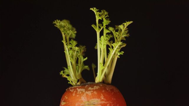 植物蔬菜食物美食绿植