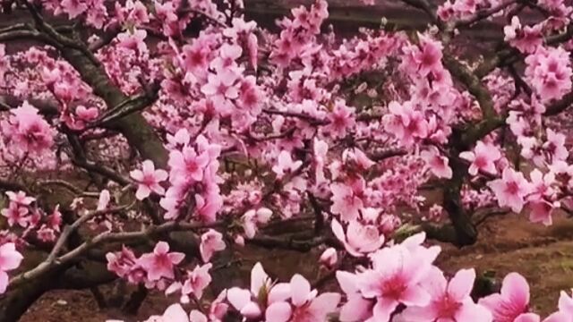 唯美桃花风景 010