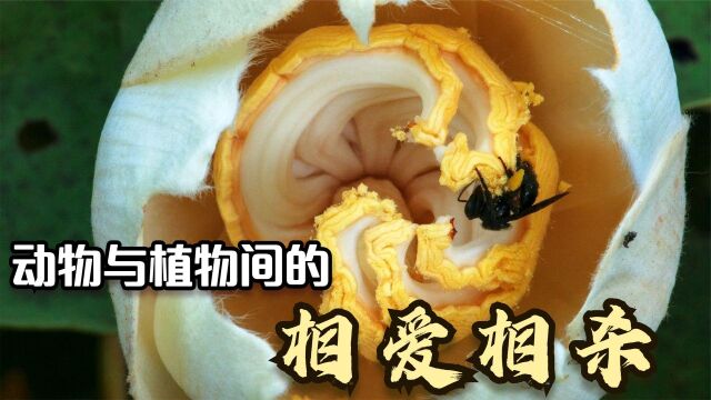 动物与植物之间的斗争,看似无形,实则充满凶险