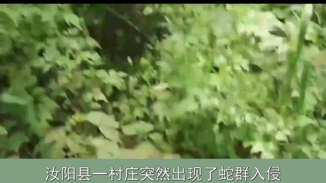 河南一村庄出现“群蛇围村”,蛇为何集体出动?专家:生态好了