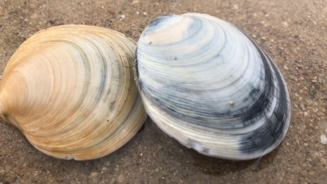 小倪赶海疯狂上货,又大又肥的月亮贝,大毛蛤躺在沙滩等着被捡