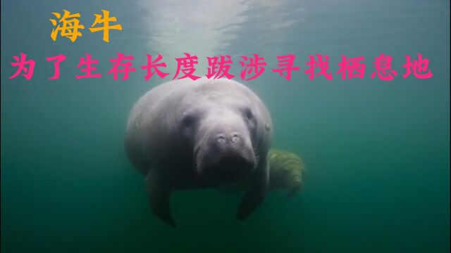 海牛:为了给自己孩子温暖的生存环境,长度跋涉寻找温暖水域