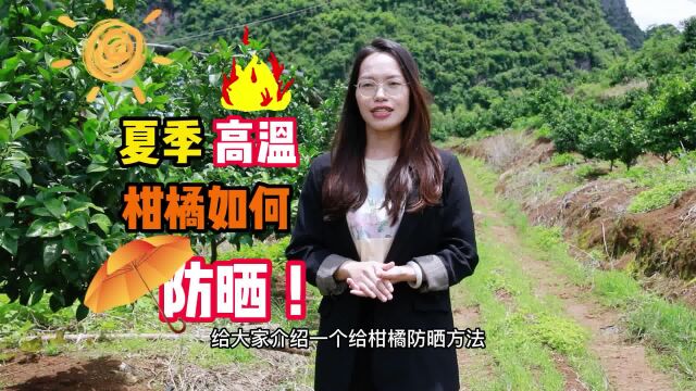 柑橘太阳果预防有妙招,渔柑膜涂白剂喷一喷,护果靓果没日灼果!