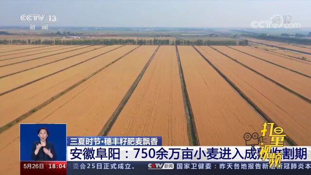 安徽阜阳:750余万亩小麦进入成熟收割期