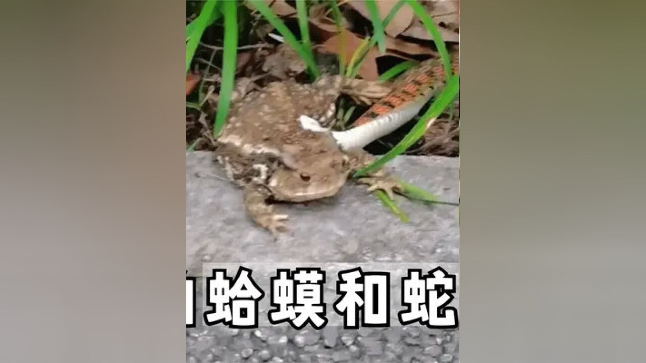 蛇咬住蛤蟆不放嘴#蛇和蛤蟆
