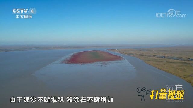 盘锦的湿地面积达到2496平方千米,被誉为“湿地之都”