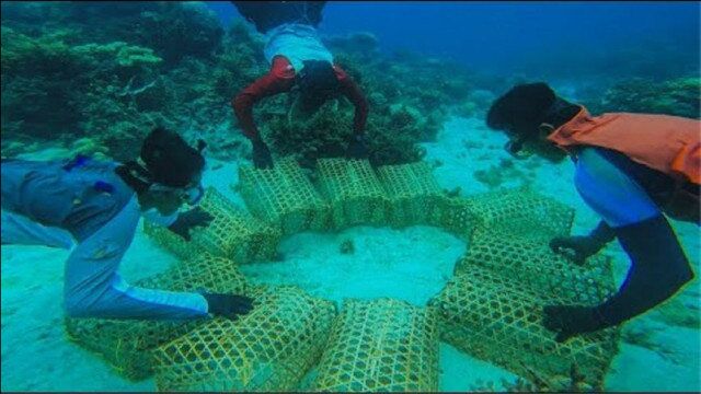 实拍海边渔夫的日常,将竹篓沉入海底石缝,第二天卖掉大赚上万元