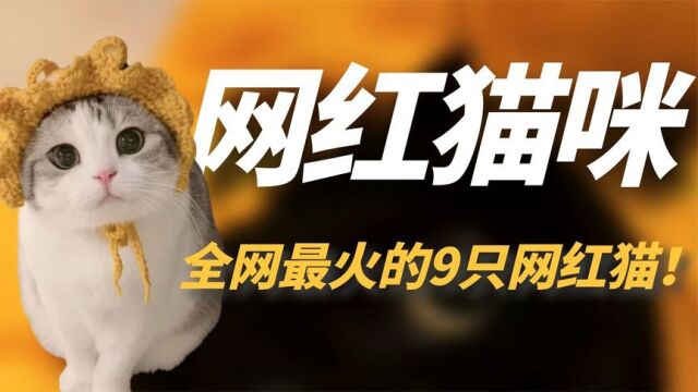 全网最火9只网红猫,比90%的网红都厉害,你知道第一名是谁吗?