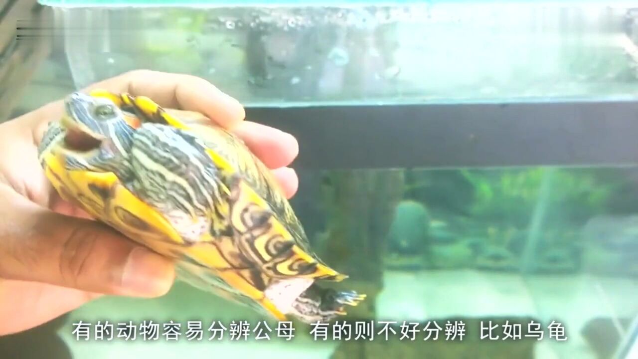 如何分辨一只乌龟的公母?这里面还真有学问_腾讯视频