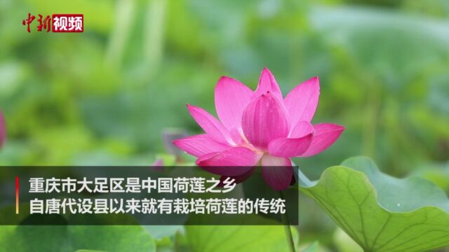 600亩太空荷花竞相绽放中国“荷莲之乡”赏荷正当时