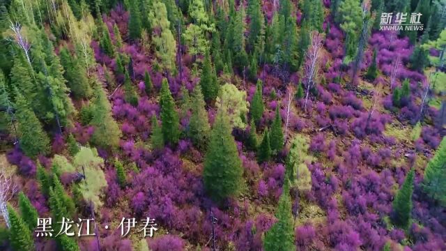 “林区三问”新答卷——“中国林都”伊春绿色转型发展实践