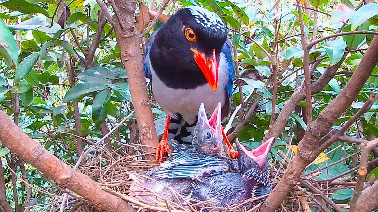 杜鹃鸟寄生被红嘴蓝鹊识破前额有啄痕被扔出了鸟窝