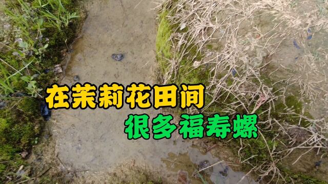 农村慢生活日记,今天在茉莉花田间发现很多福寿螺,生命力顽强