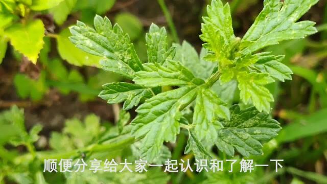 农村的马鞭草煮水,原来它的价值那么高?看完涨知识了