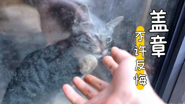 流浪小猫羡慕宠物猫室内生活,举爪敲窗求收留