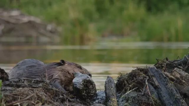 海狸的牙口真好