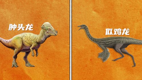 第10集 恐龙中的最佳配角们：了不起的小恐龙们