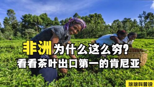 非洲国家肯尼亚：全球茶叶出口NO.1，为什么就是富不起来？