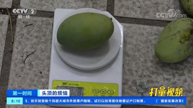 广州街边“绿化芒”挂满枝头,专家提醒:不宜食用