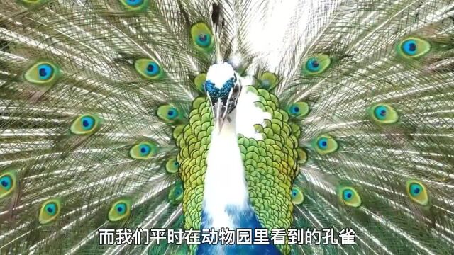 百鸟之王绿孔雀有多珍贵?全国不足500只,逼停云南10亿水电站