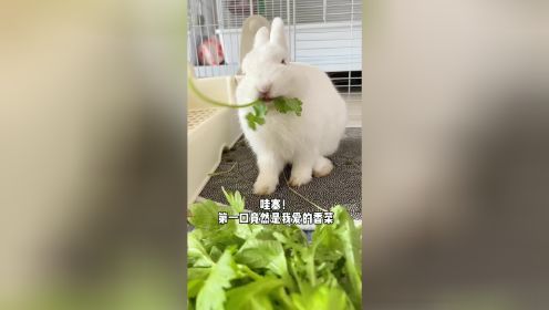 小兔子第一次吃蔬菜，最后吃的可真香啊！小香菜也得整起