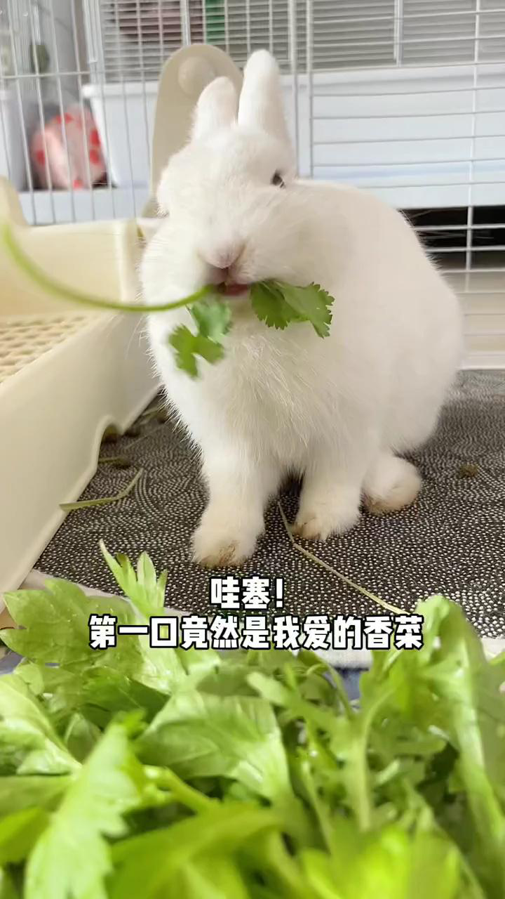 小兔子第一次吃蔬菜，最后吃的可真香啊！小香菜也得整起_高清