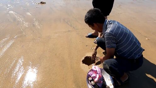 阿狮赶海抓海鲜:赶海误闯底潮巨坑,水没抽干就看到巨鳗和成群大海货