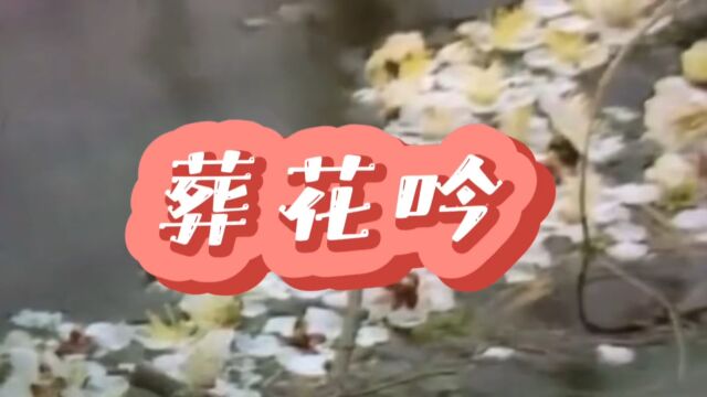 诗朗诵《葬花吟》