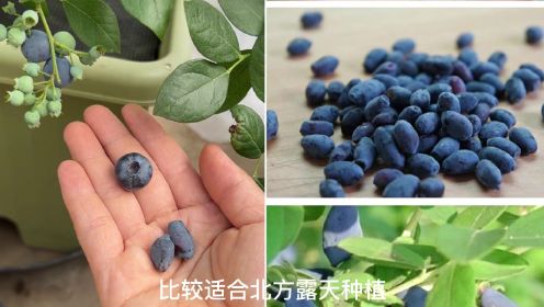 专家研究发现可以治疗小儿厌食症的小浆果，酷似蓝莓却不是蓝莓