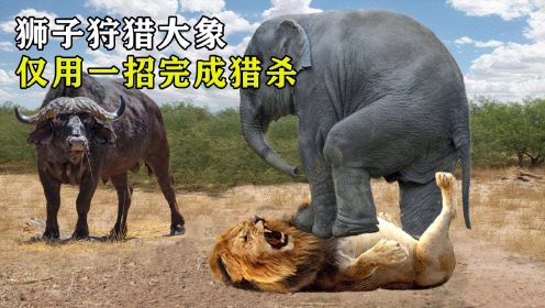 饥饿的狮子失去理智！竟跑去捕食大象，镜头记录惊险一幕