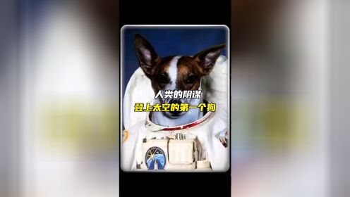 在太空待了60年的狗狗🐶，人类的阴谋，纪念英雄狗狗！为它点赞👍