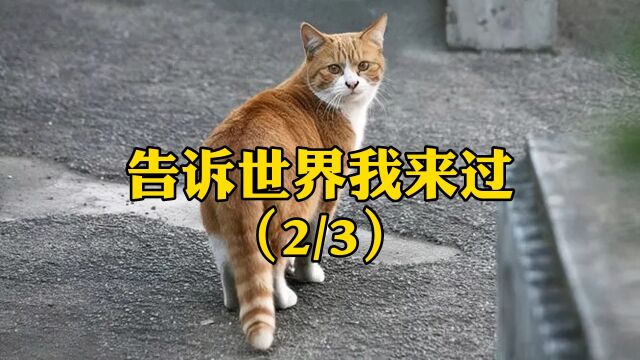 (2/3)小猫咪得了严重的腹膜炎,主人不忍心猫咪每天痛苦的活着决定给它安乐死