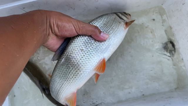 野钓大青尾,拉力十足,手感一流