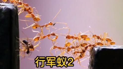 行军蚁2：蚁群大迁移，看似混乱，实则训练有素