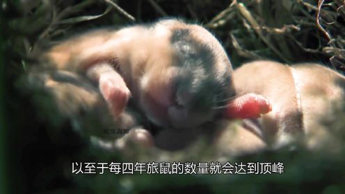 旅鼠，个子不大，一窝却能生下12只幼崽，太厉害了