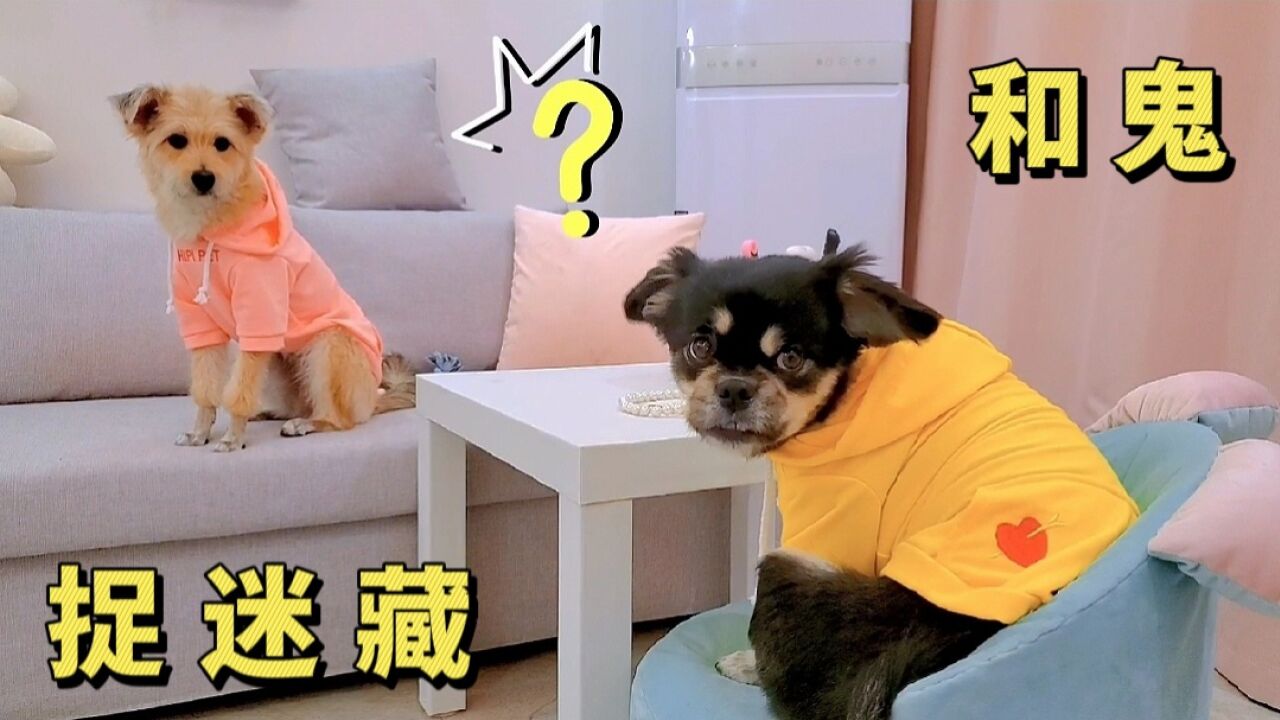 狗狗和鬼玩捉迷藏,两只笨鬼被狗耍了_腾讯视频