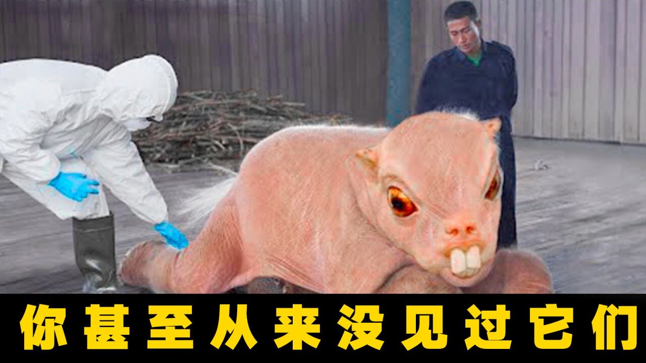 6个因人类而灭绝的动物，其中一个物种已经被“复活”！_高清