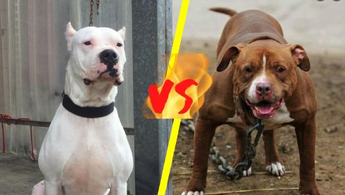 阿根廷杜高犬和美国比特斗牛梗，大型猛犬之间的对决，谁能获胜？