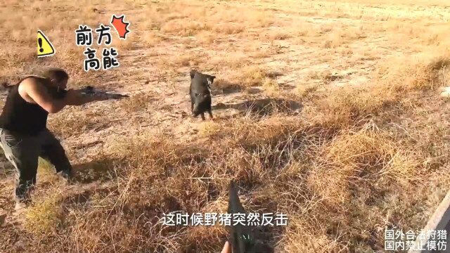 野猪到底有多抗揍?巨型野猪大盘点,身中数枪活蹦乱跳