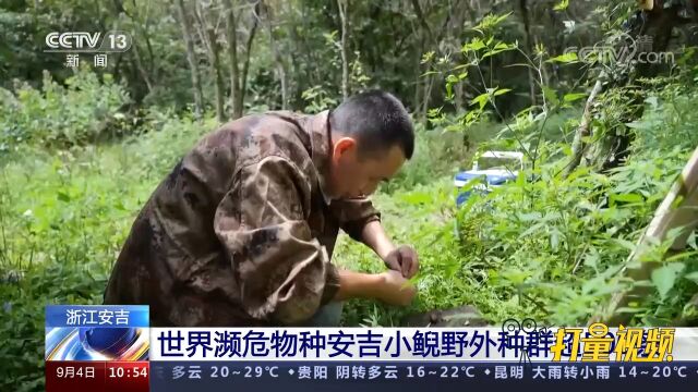 浙江安吉:世界濒危物种安吉小鲵野外种群超500条