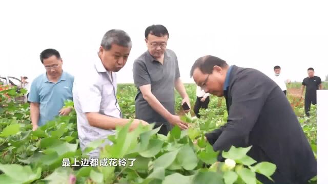 专家把脉短季棉 节本增效有保障