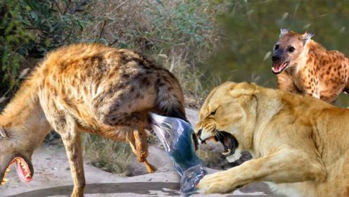 鬣狗VS狮子-鬣狗家族惨遭狮子王的灭门，野生动物攻击！