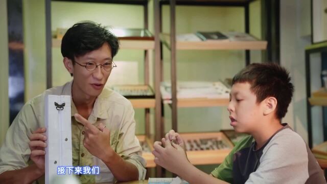 新时代少年:一起动手制作美丽的蝴蝶标本吧!