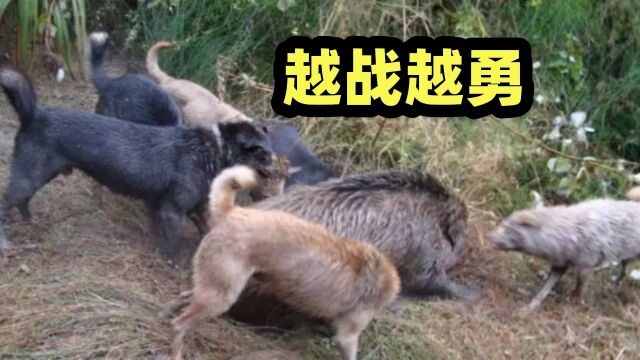 20斤的体重硬拼野兽,德国最强猎梗犬,面对大猪越战越勇