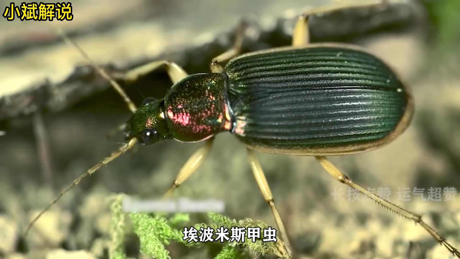 埃波米斯甲虫的天敌图片